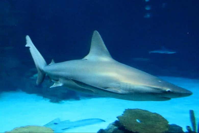 Entradas al acuario Shark Reef