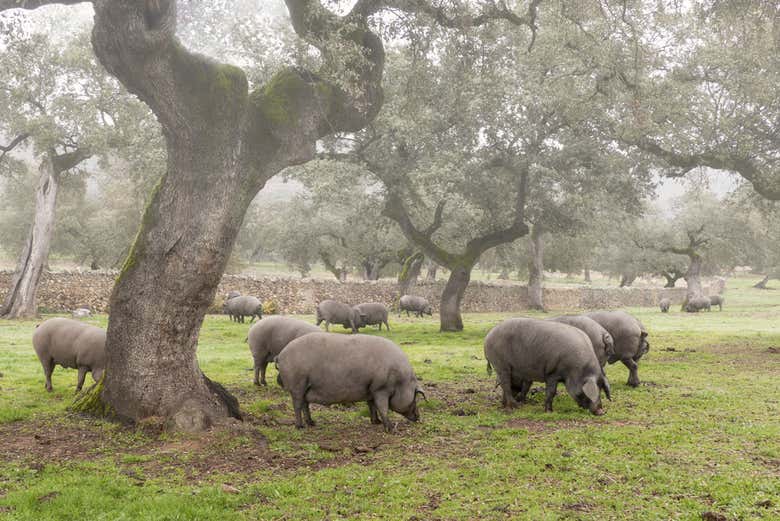 Ruta del jamón ibérico por la Sierra de Aracena - Galería 2