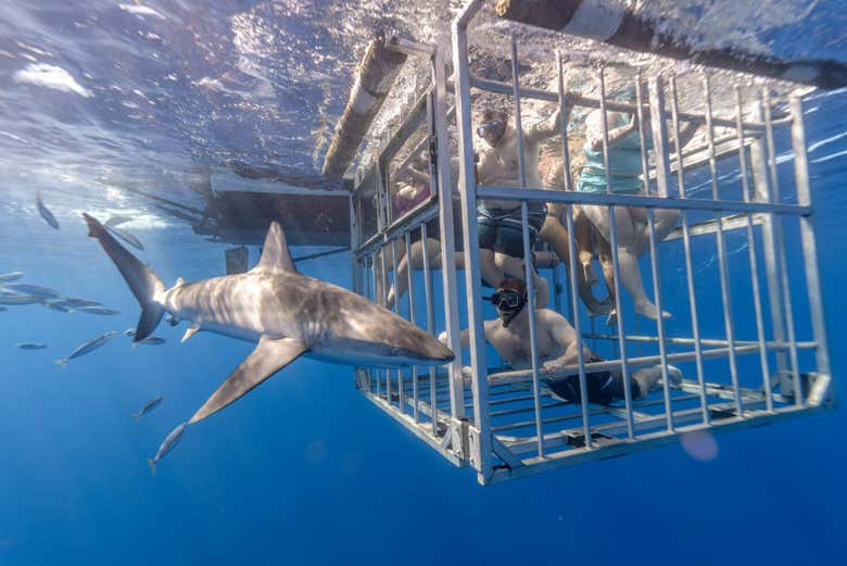 Baño con tiburones en Oahu - Galería 1