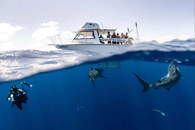 Baño con tiburones en Oahu - Galería 2