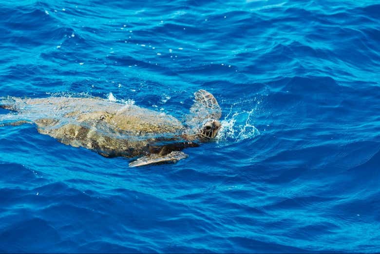Paseo en barco con fondo de cristal por Honolulu - Galería 1