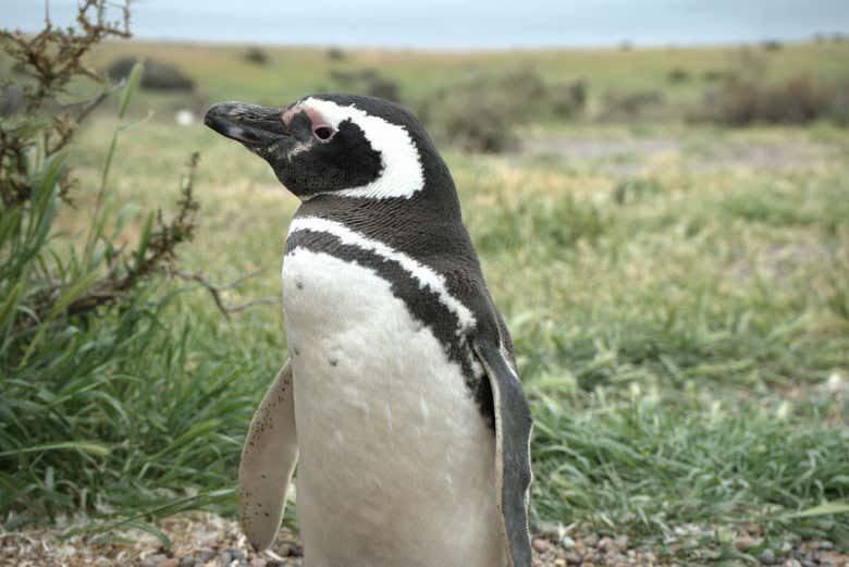 Excursión privada a Punta Tombo