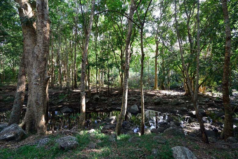 Excursión privada por el sur de Isla Mauricio - Galería 2