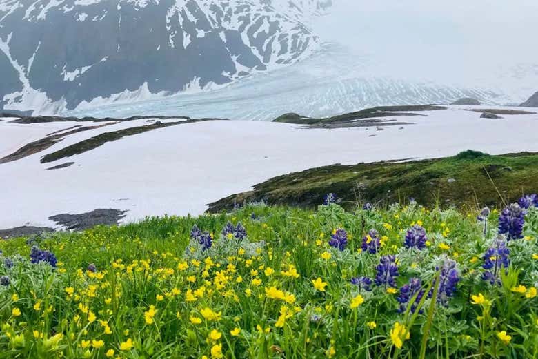 Trekking por el Campo de Hielo Harding