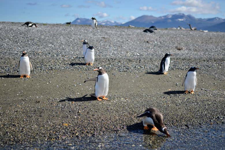 Excursión a Isla Gable y pingüinera de isla Martillo + Paseo en canoa por el canal Beagle