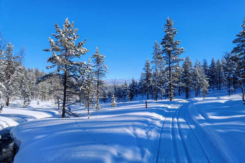 Excursión a Saariselkä + Raquetas de nieve, sauna y almuerzo - Galería 1