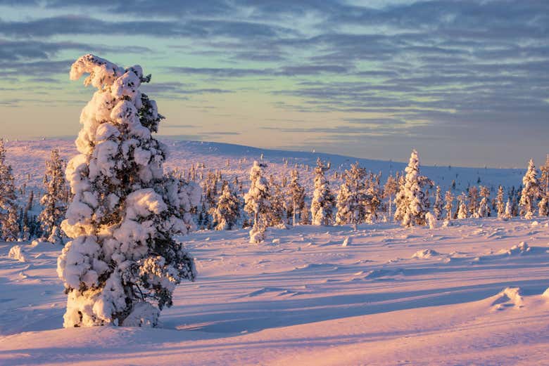 Excursión a Saariselkä + Raquetas de nieve, sauna y almuerzo - Galería 2