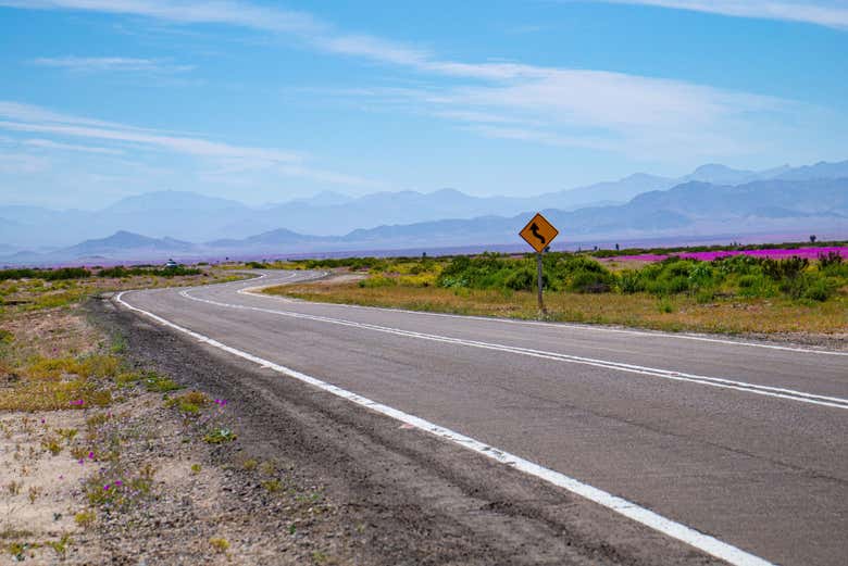 Excursión de 2 días al Desierto Florido - Galería 2