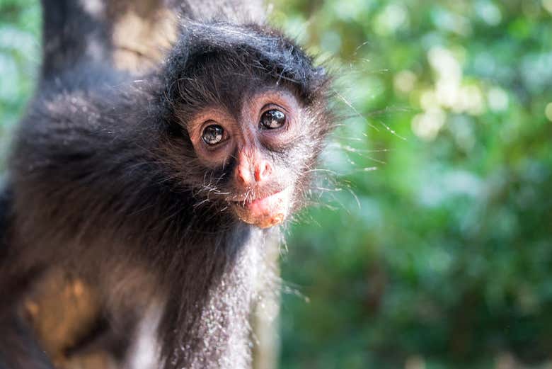 Parque Madidi y Pampas del Yacuma en 5 días - Galería 1