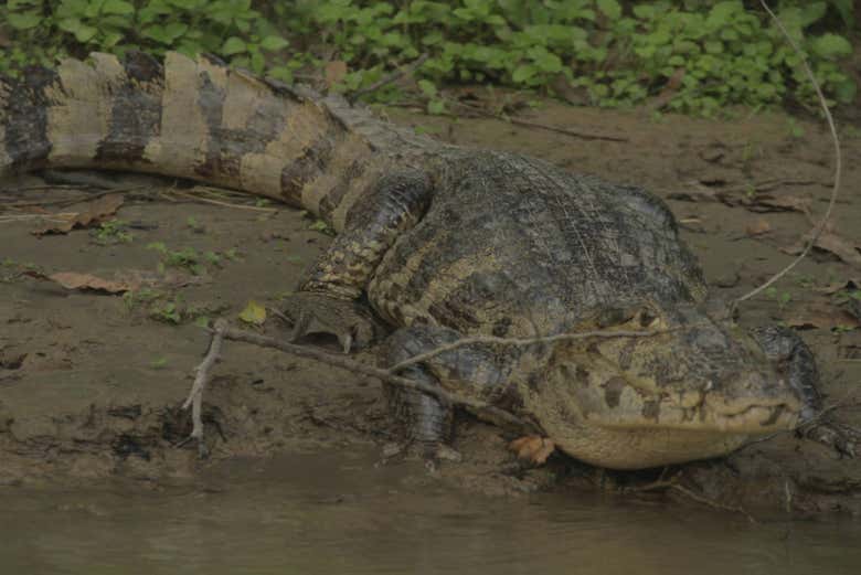 Parque Madidi y Pampas del Yacuma en 5 días