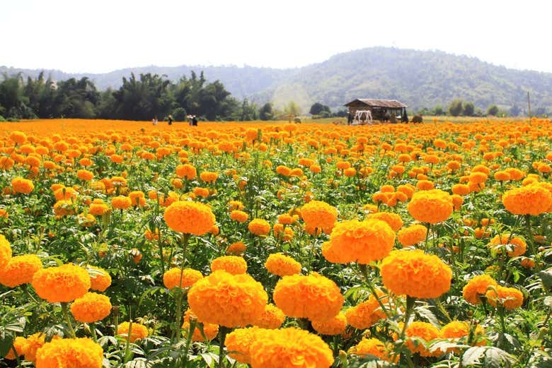 Excursión al Valle de Catrinas y los campos de cempasúchil