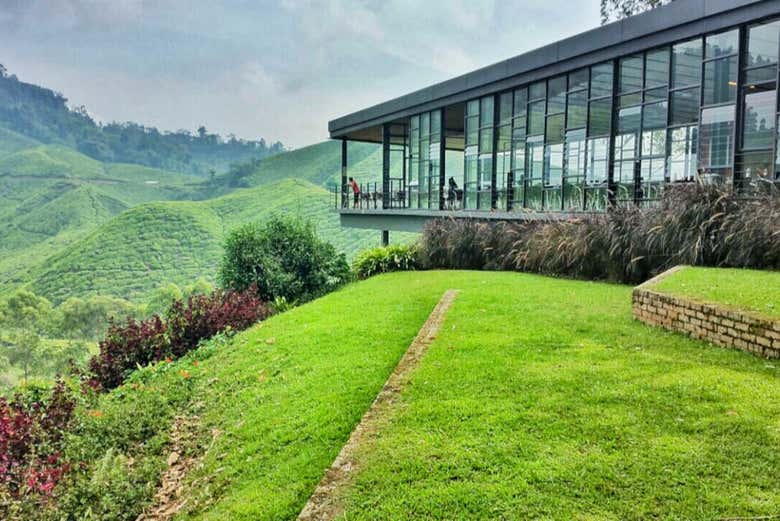 Excursión a las Cameron Highlands - Galería 2