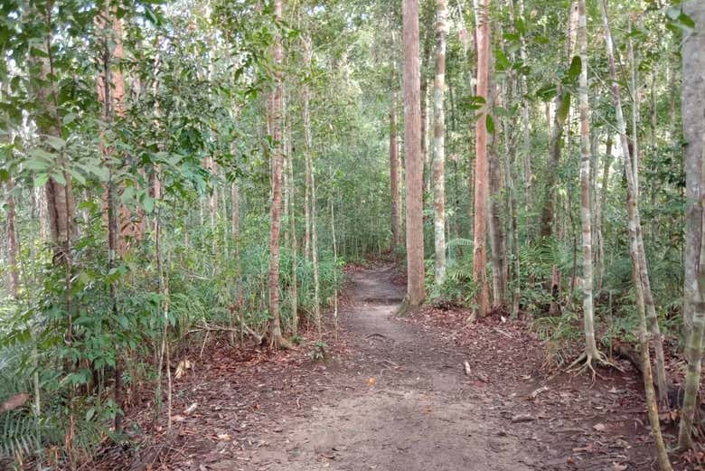Excursión a la selva Taman Negara