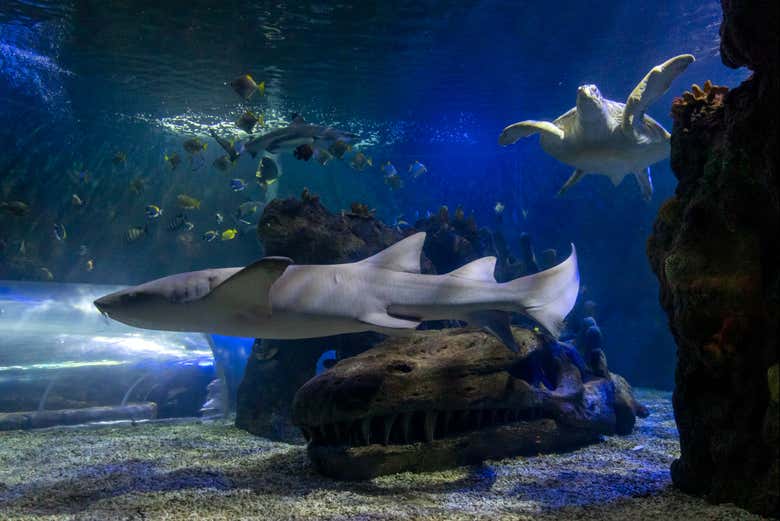 Entradas a Sea Life Benalmádena - Galería 1