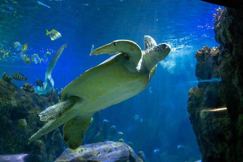Entradas a Sea Life Benalmádena - Galería 2