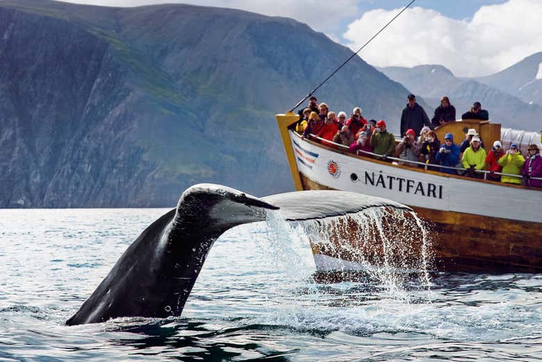 Avistamiento de ballenas en Húsavík