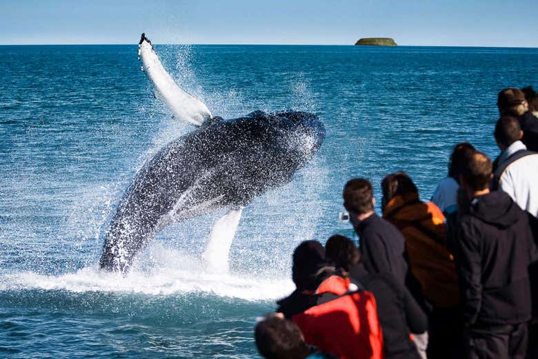 Avistamiento de ballenas en Húsavík