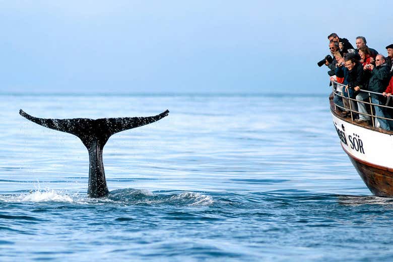 Avistamiento de ballenas en Húsavík