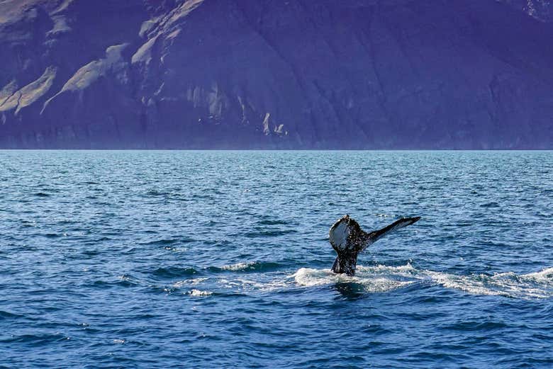 Avistamiento de ballenas en barco ecológico - Galería 2