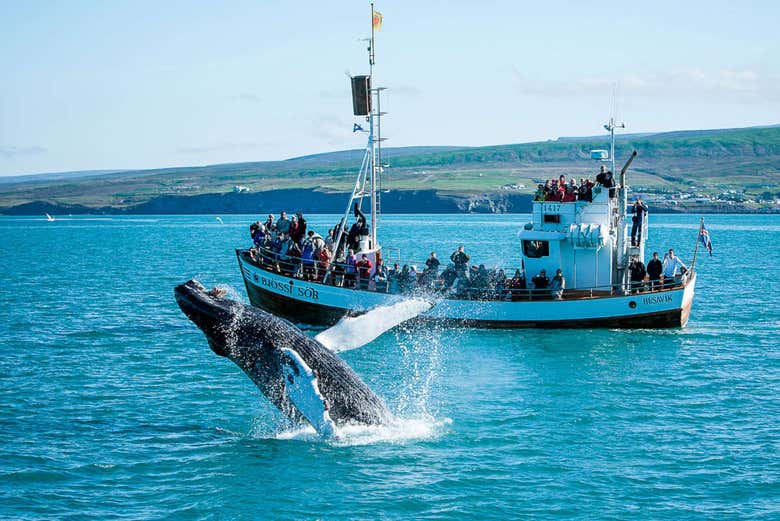 Avistamiento de ballenas y frailecillos - Galería 1