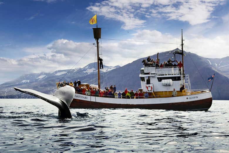 Avistamiento de ballenas y frailecillos