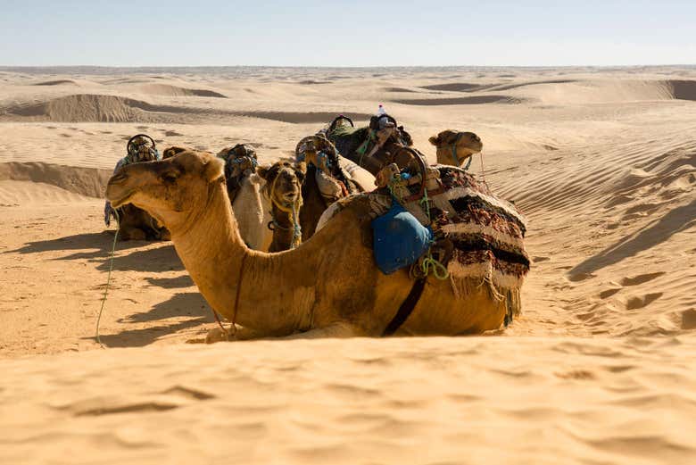 Excursión privada de 2 días por El Djem, Douz y Kairuán