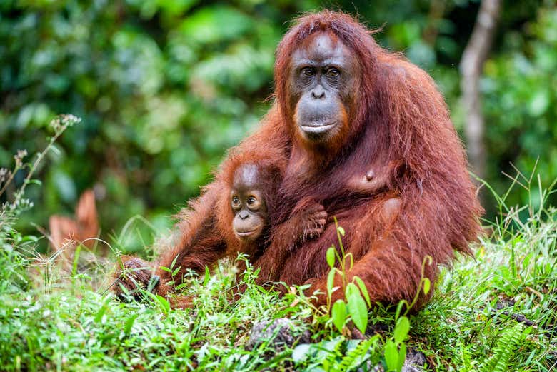 Crucero privado por Borneo con avistamiento de orangutanes