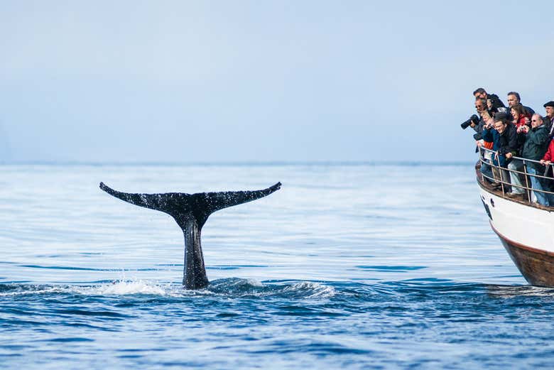 Avistamiento de ballenas en Árskógssandur