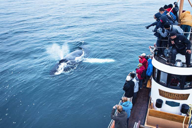 Avistamiento de ballenas en Árskógssandur