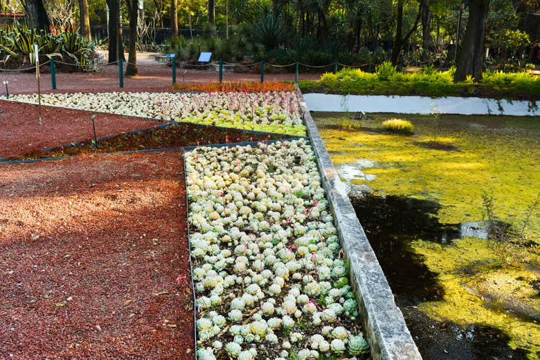 Free tour por el bosque de Chapultepec, la Zona Rosa y el Paseo de la Reforma