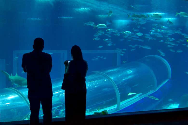 Tour por el Boulevard Olímpico + Entrada a AquaRio