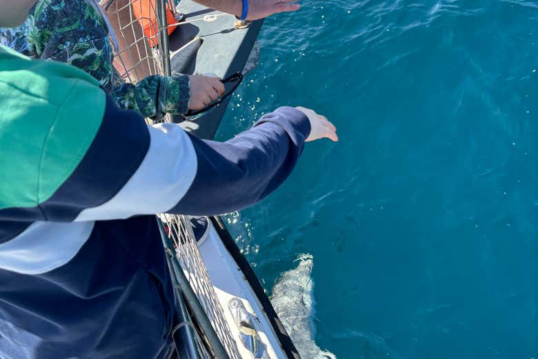 Paseo en barco por la bahía de Estepona