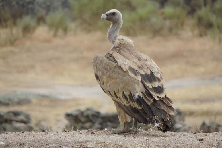 Avistamiento de aves en Extremadura