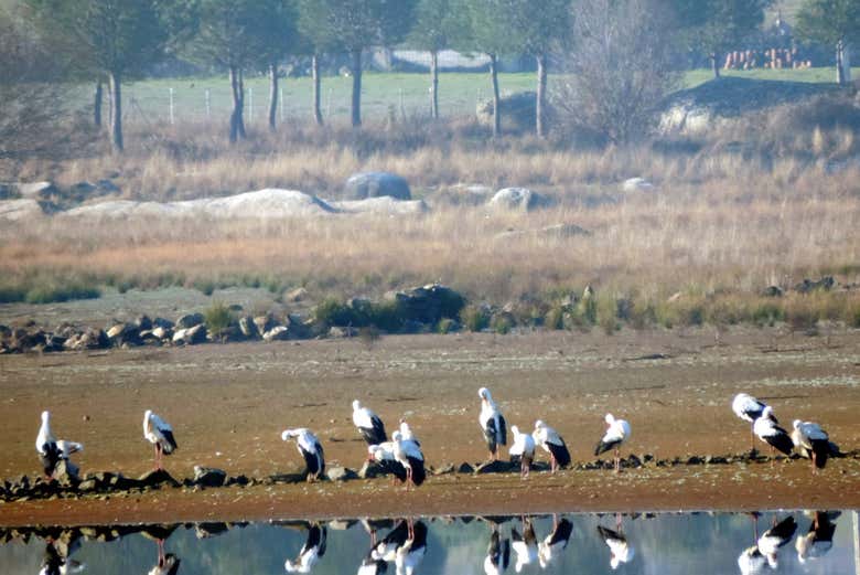 Avistamiento de aves en Extremadura