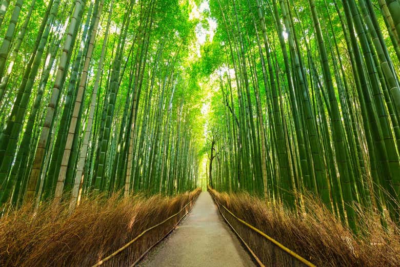 Excursión privada a Arashiyama y la villa imperial de Uji