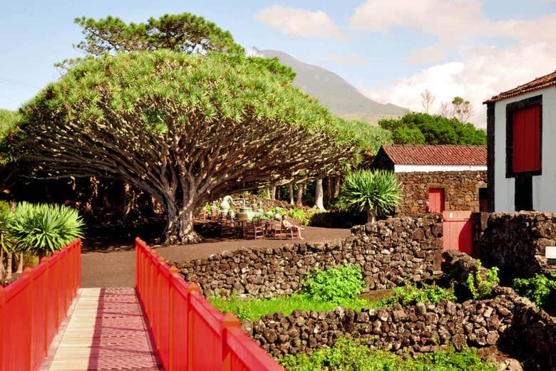Tour de viñedos y bodegas por Pico - Galería 2