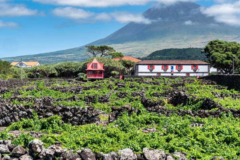 Tour de viñedos y bodegas por Pico