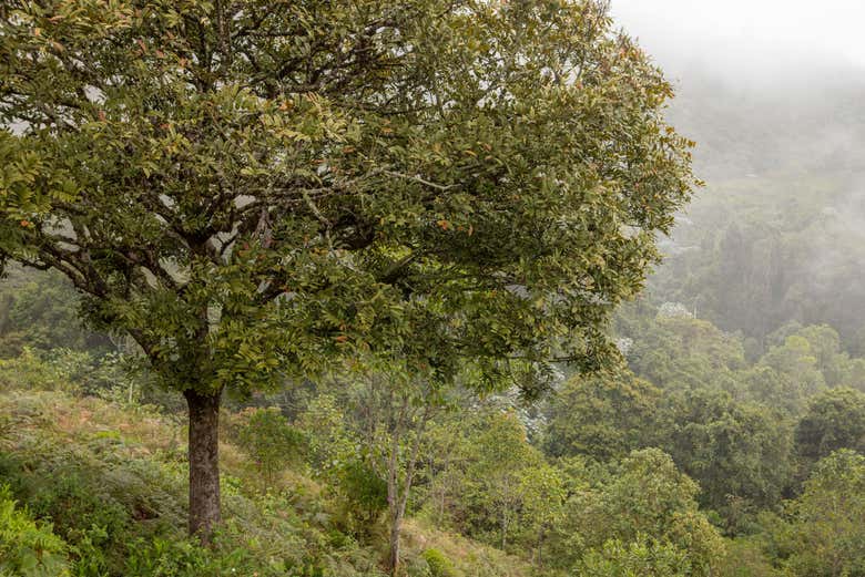 Excursión a los Farallones de Cali y El Topacio