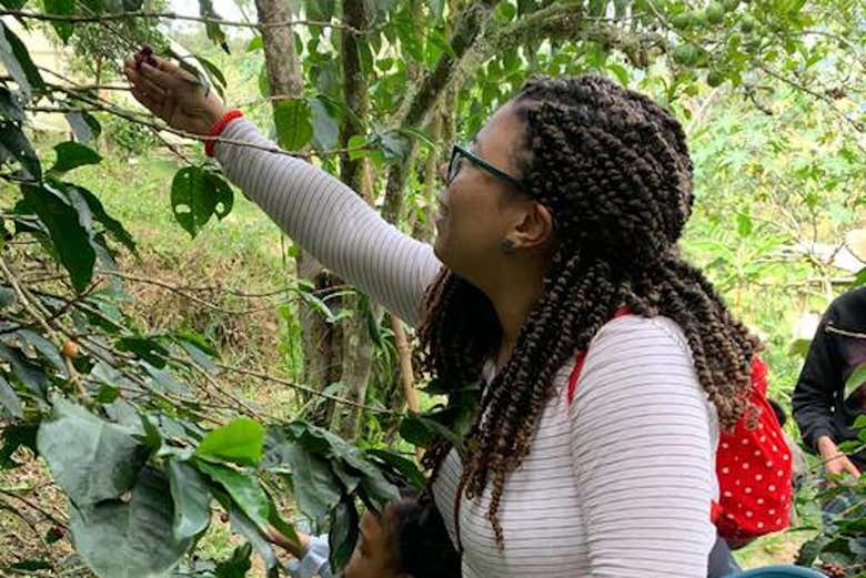 Excursión a los cafetales colombianos - Galería 2