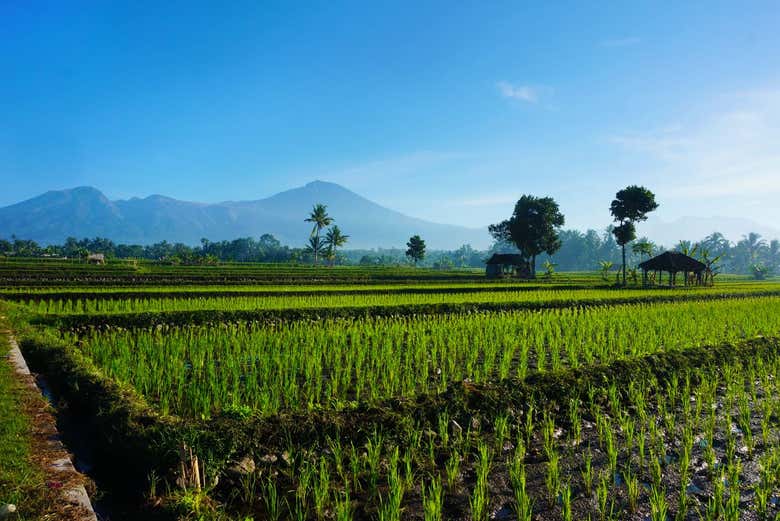 Traslado hasta Lombok en lancha rápida