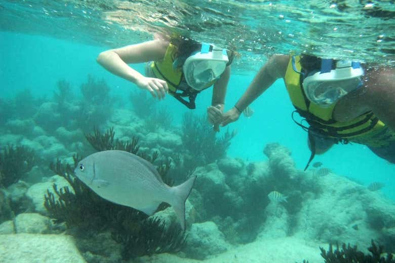 Nado con tortugas en la bahía de Akumal