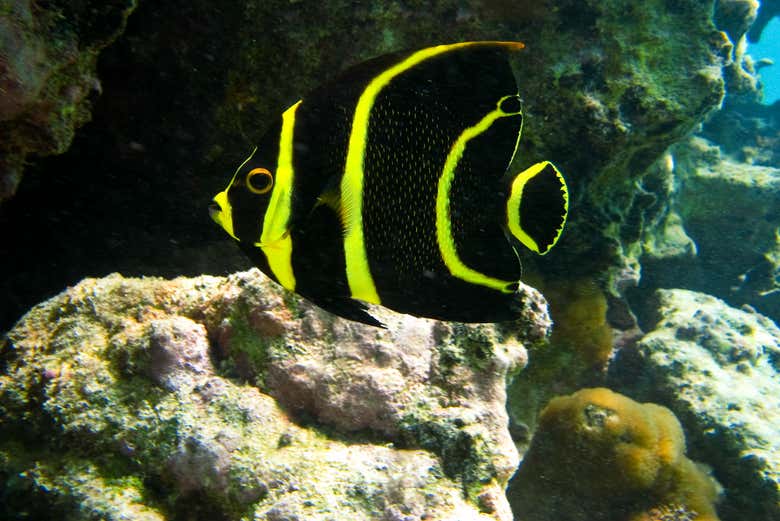 Excursión a la bahía de Akumal + Cenote Jaguar