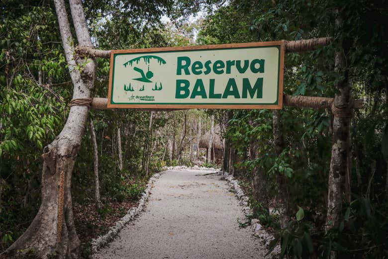 Excursión a la bahía de Akumal + Cenote Jaguar