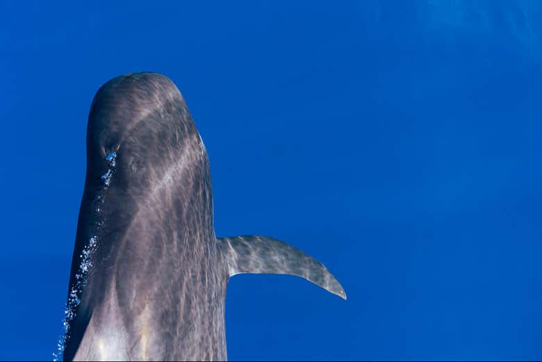 Excursión a Masca y Los Gigantes con avistamiento de ballenas y delfines - Galería 2