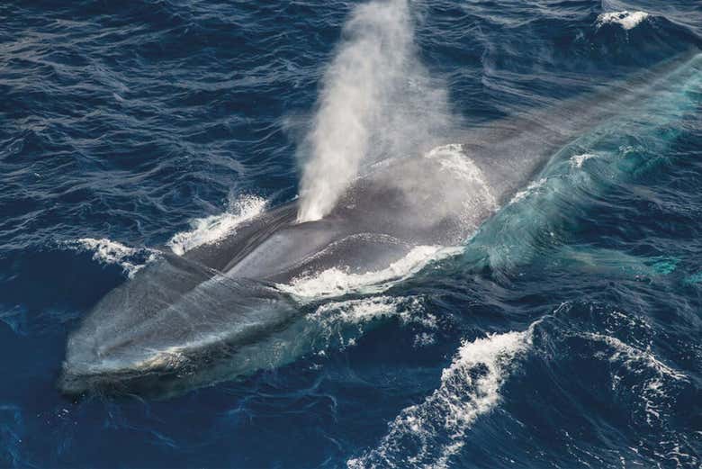 Avistamiento de ballenas y delfines