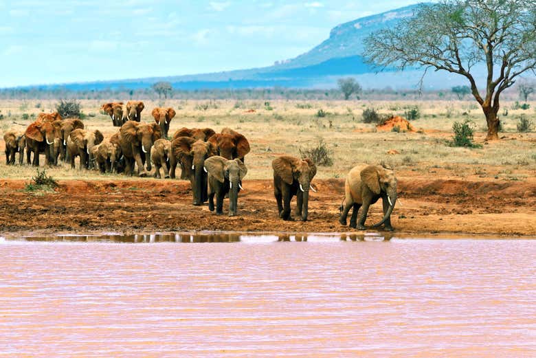 Safari privado por el Parque Nacional de Tsavo East