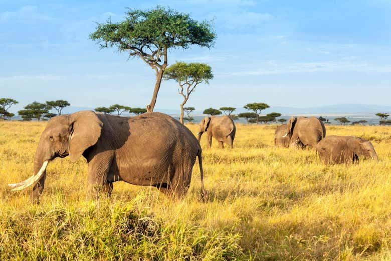 Safari privado por el Parque Nacional de Tsavo East