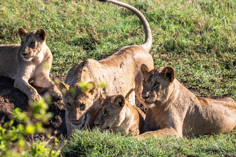 Safari privado por el Parque Nacional de Tsavo East