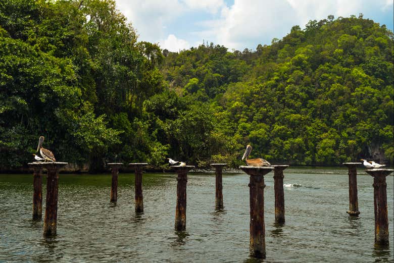 Excursión al Parque Nacional Los Haitises - Galería 1