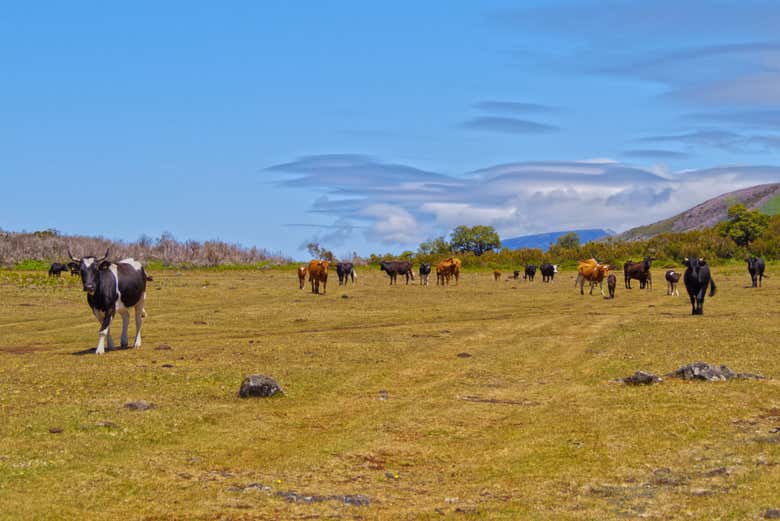 Tour panorámico por el oeste de Madeira